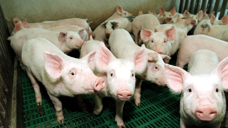 Stort set alle grise i den konventionelle svineproduktion bliver halekuperet i Danmark i dag.