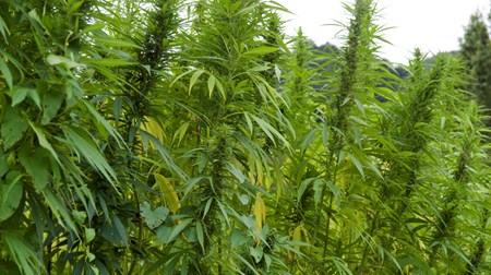 Hampplanter og cannabis er blevet en stor industri i USA, blandt andet i staten Colorado, der i 2012 var blandt de&nbsp;første i USA til at lovliggøre kommercielt salg af det euforiserende stof.<br>