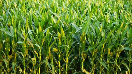 GMO-majs er ikke særligt populært i Europa.
