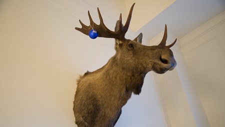 Søren Gades kontor er dekoreret med udstoppede dyr, som han har skudt på sine jagtture. Blandt andet denne elg, der i anledning af julen og EU-afstemningen er blevet pyntet med blå ja-julekugler af Jakob Ellemann-Jensen (V).