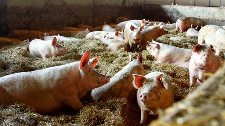 I 2015 blev der givet i alt 81 tons antibiotika til svin, viser ny opgørelse fra Fødevarestyrelsen.