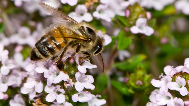 Bier blev at af 2017's mest debatterede emner på miljøområdet, efter at det kom frem, at bestanden af vilde bier er faldet voldsomt.&nbsp;&nbsp;