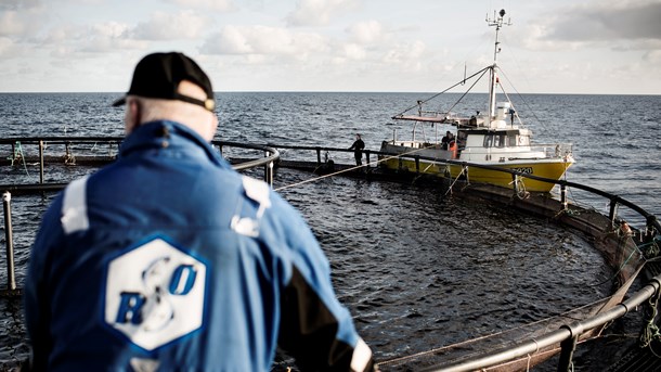 Miljø- og fødevareministeren vil bruge et "miljømæssigt råderum" til at tillade nye havbrug i Kattegat. Men er råderummet pludselig&nbsp;forsvundet?&nbsp;