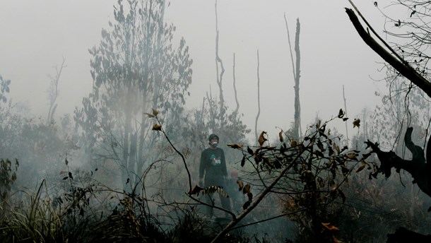 I Indonesien ryddes der hvert år&nbsp;omkring en halv million&nbsp;hektar regnskov, svarende til et område på størrelse med Sjælland, skriver&nbsp;<span>Natalia Lehrmann.<br></span>