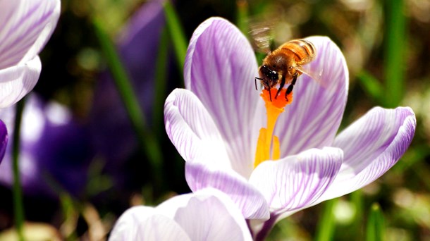 EFSA vurderede tidligere i år, at den nuværende brug af insektmidler med neonikotinoider udgør en risiko for bier. På den baggrund har et kvalificeret flertal af medlemslandene i EU stemt for et forbud mod tre pesticider med neonikotinoid.