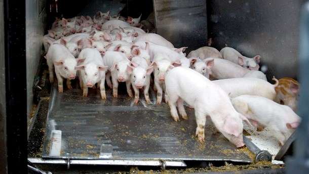 Ifølge Dyrenes Beskyttelse blev mere end 14 millioner levende grise eksporteret fra Danmark i 2017. ARKIVFOTO.