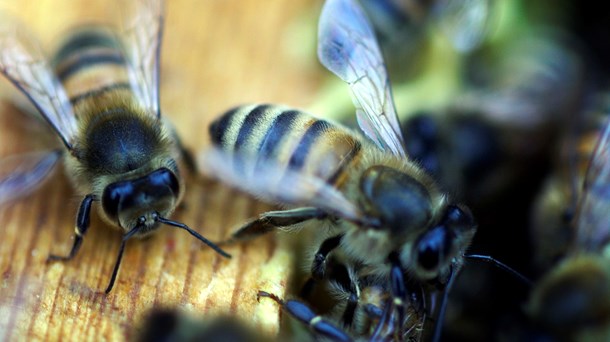 Nektar og pollen er også en naturressource – og det er en ressource, som vi kan tømme helt med honningbierne, hvis vi ikke tænker os om, skriver Nina Launbøl Hansen.