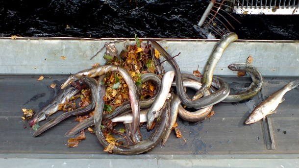 Her ses døde ål efter at være kommet i karambolage med turbinerne på et svensk vandkraftværk. ARKIVFOTO.