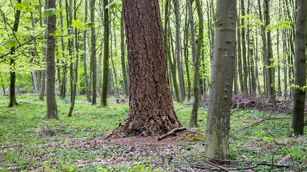 De danske og europæiske skove drives ikke på samme måde, og derfor giver Rune Engelbreth Larsens fremstilling ikke mening på vore breddegrader, skriver tre forskere fra Københavns Universitet.
