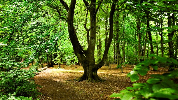 Verdensnaturfonden vurderer, at træforbruget vil tre-firedobles frem til 2050, hvorfor nye skove, skovrestaurering og bedre skovforvaltning er uomgængeligt, mener skovekspert og professor.