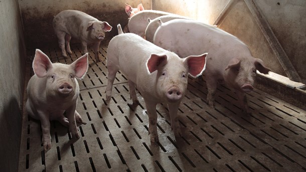 Ingen ved sine fulde fem vil investere i stalde, hvis man ikke kan overleve på de grise, man bagefter skal sende gennem stalden, skriver Danske Svineproducenter.