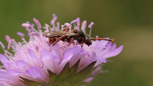 Aktører vil have en dansk strategi for at redde insekter - Altinget Miljø