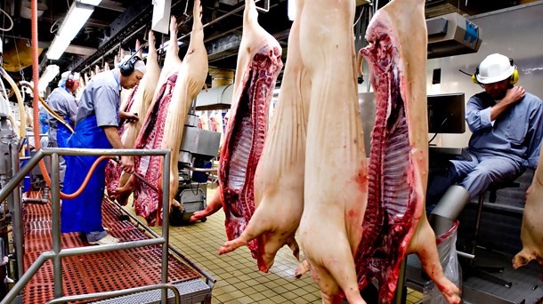 Ny rapport om svinesektorens udledning af drivhusgasser medregner ikke, at transport, bearbejdning og distribution påvirker udledningen, skriver Frie Bønder Levende Land.