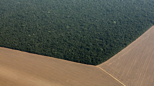 Store skovområder i Sydamerika ryddes for at gøre plads til blandt andet marker med sojabønner. Det vil kun blive værre med den nye EU-aftale, skriver Verdens Skove og Greenpeace.