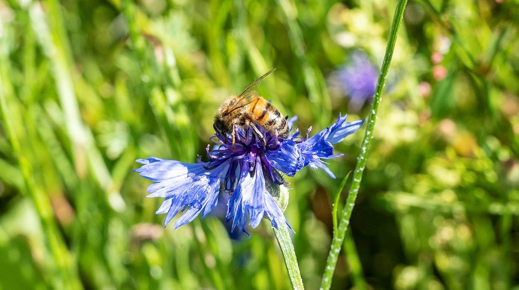 Forskningskonsulent: Beskyttelse af biodiversitet hænger uløseligt sammen med økonomisk velstand