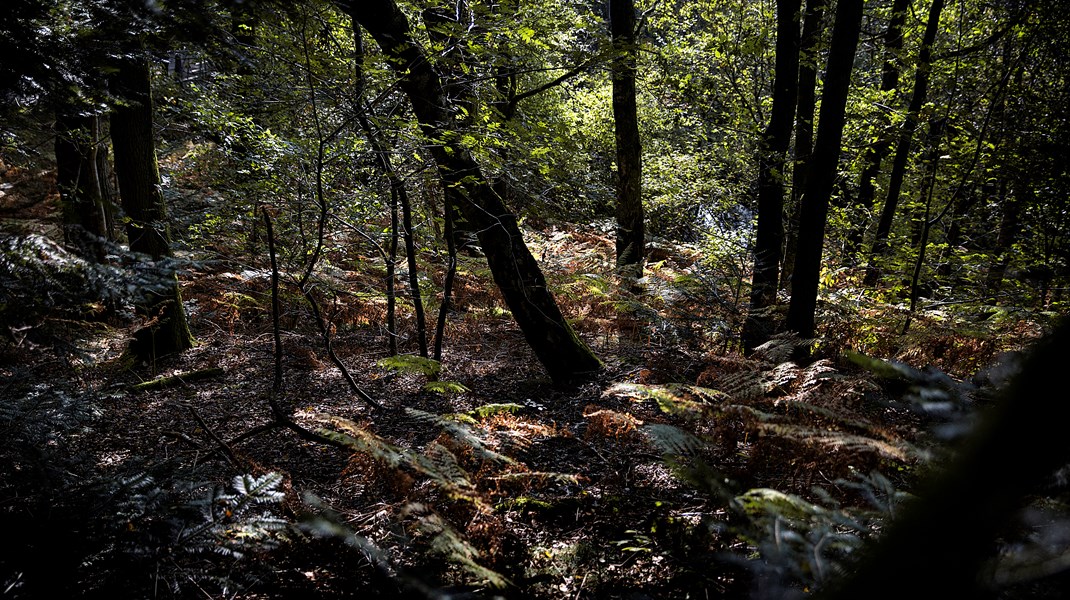Urørt skov er et bidrag til at modvirke de menneskeskabte klimaforandringer fra allerførste dag, hvor skovrejsning i produktionsskov eksempelvis først gavner klimaet på længere sigt,&nbsp;skriver Rune Engelbreth Larsen.&nbsp;
