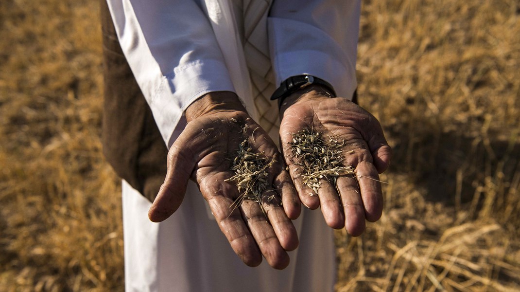 Landmanden Haji Mohammed Rashid holder en håndfuld mislykket hvede fra årets høst&nbsp;ved Qala-i Naw i Afghanistan. 25. maj, 2021.