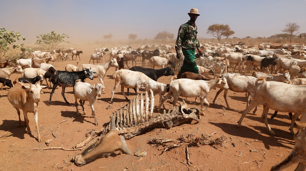 En ko er død under en igangværende tørke i Kenya. Oktober, 2021.