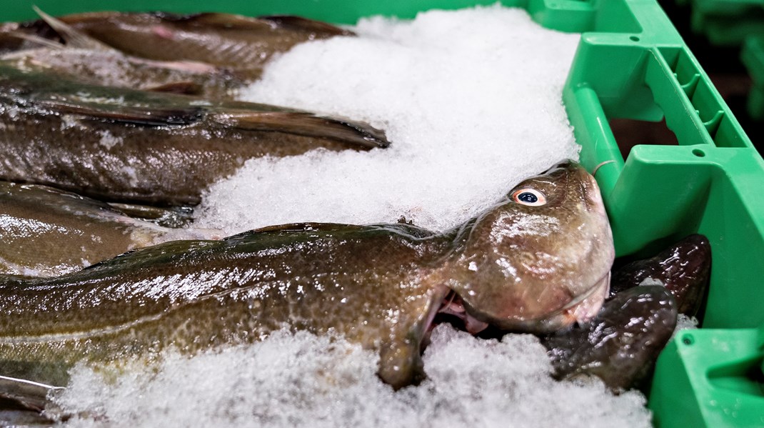 Forvaltningen i Øresund har&nbsp; betydet, at der i årtier har været et eftertragtet og populært lystfiskeri efter torsk. Undersøgelser har endda vist, at værdien af det rekreative lystfiskeri efter torsk i Øresund er højere end det erhvervsmæssige, skriver Kasper Roug (S) og Torben Kaas.