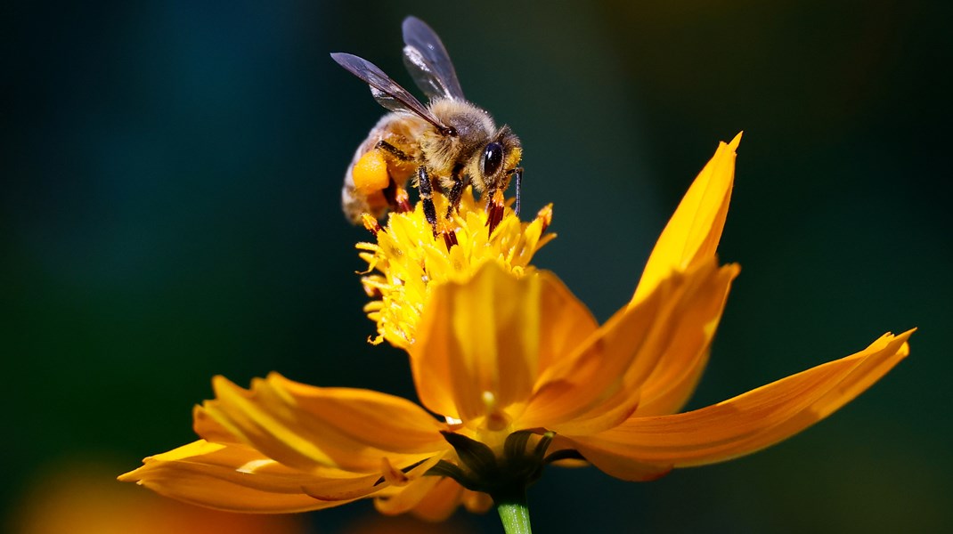 Bibestøvning et redskab, som tit undervurderes eller overses. Men biernes bestøvning er faktisk så vigtig, at FN har udråbt dagen i dag, den 20. maj, som FN's internationale bi-dag, skriver Arne T. Henriksen.