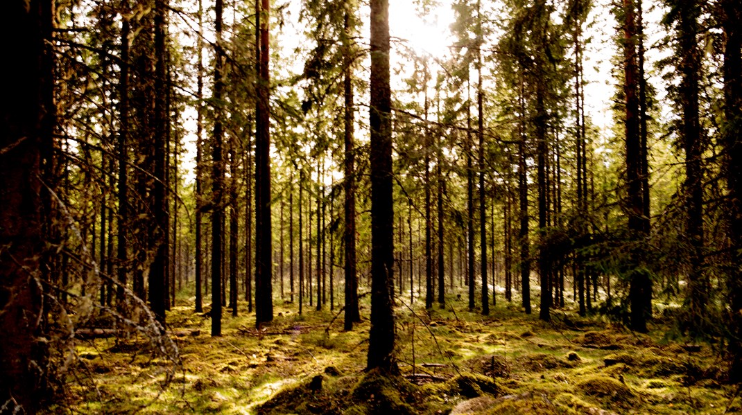 Hvorvidt skovene kan afhjælpe klimaforandringer, understøtte biodiversiteten, sikre grundvandet og danne ramme for familieskovturen, afhænger af, hvordan skovene etableres og forvaltes, skriver en række forskere.