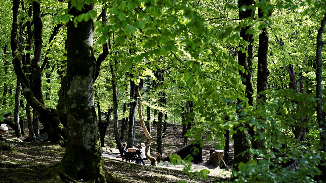 Plantning af ny produktionsskov på jorden ikke giver mere og bedre grundvand, snarere tværtimod.
Når skovrejsning alligevel er standard, skyldes det, at skovrejsning længe er blevet pyntet med "grønne" fjer af aktører som Dansk Skovforening, skriver Hans Henrik Bruun.