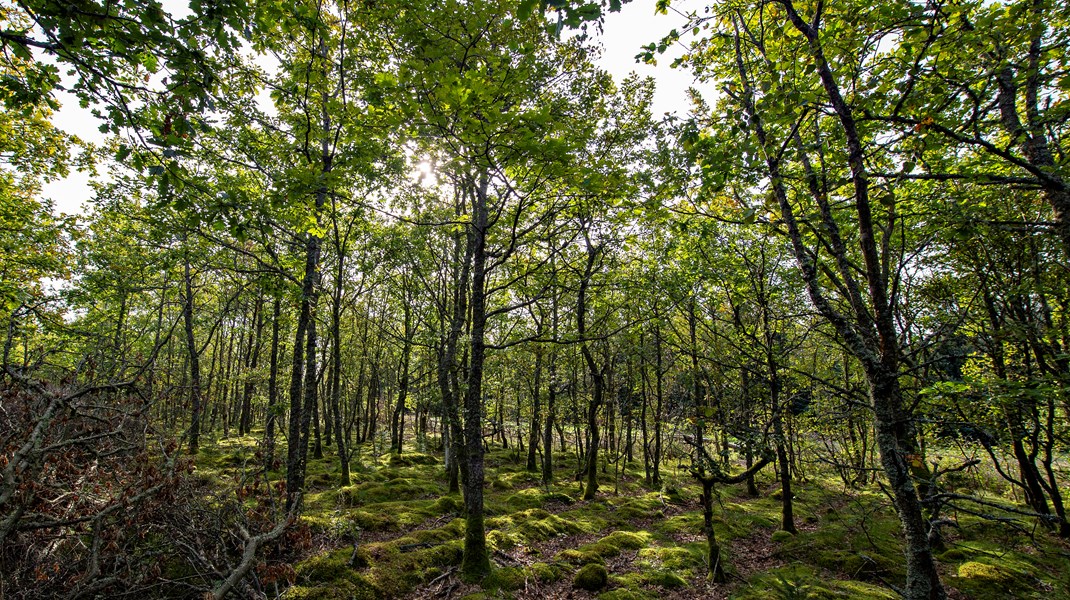 Hvis vi begynder at plante 12.000 hektar ny skov om året nu og frem til 2060, vil alene CO2-optaget i skoven give 3,8 millioner ton om året i 2040 og 5,2 millioner ton om året i 2050. Det løser ikke klimakrisen, men er et vigtigt bidrag til den grønne omstilling, skriver Lærke Flader og Søren Hinge Christensen.