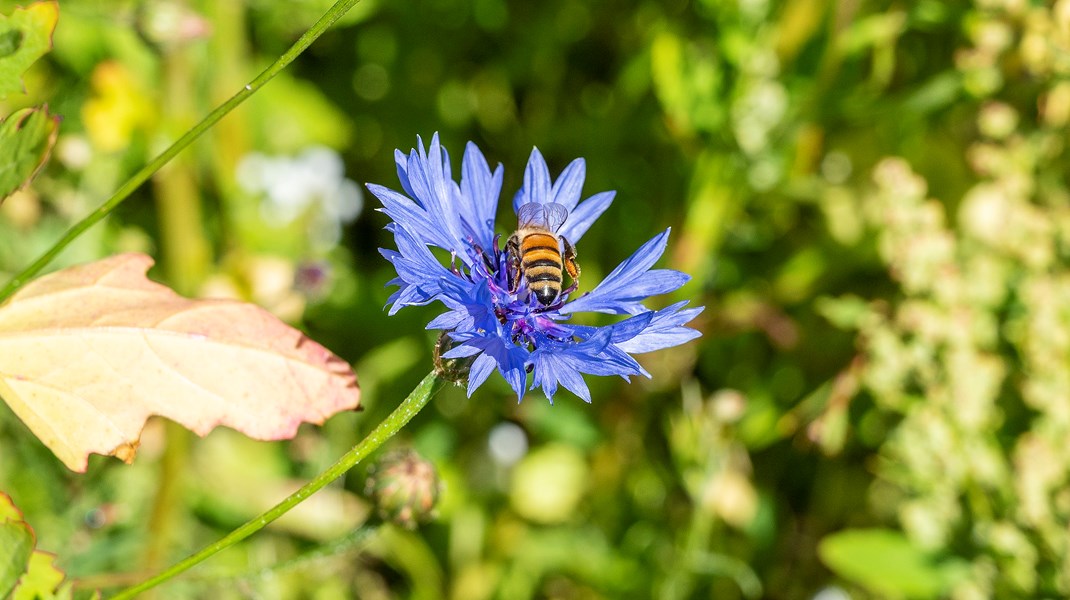 Honningbien er ikke en truet dyreart. Biavlerne klager jævnligt over, at de ikke kan sælge deres honning, og vi mangler ikke bestøvning i Danmark, skriver&nbsp;Nina Launbøl Hansen.
