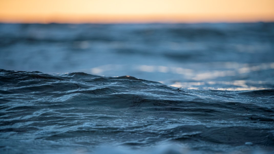 Mindst 30 procent af Danmarks havareal bør være reelt beskyttet, og 10 procent af havet bør være strengt beskyttet og dermed tæt på urørt, skriver Liselotte Hohwy Stokholm.