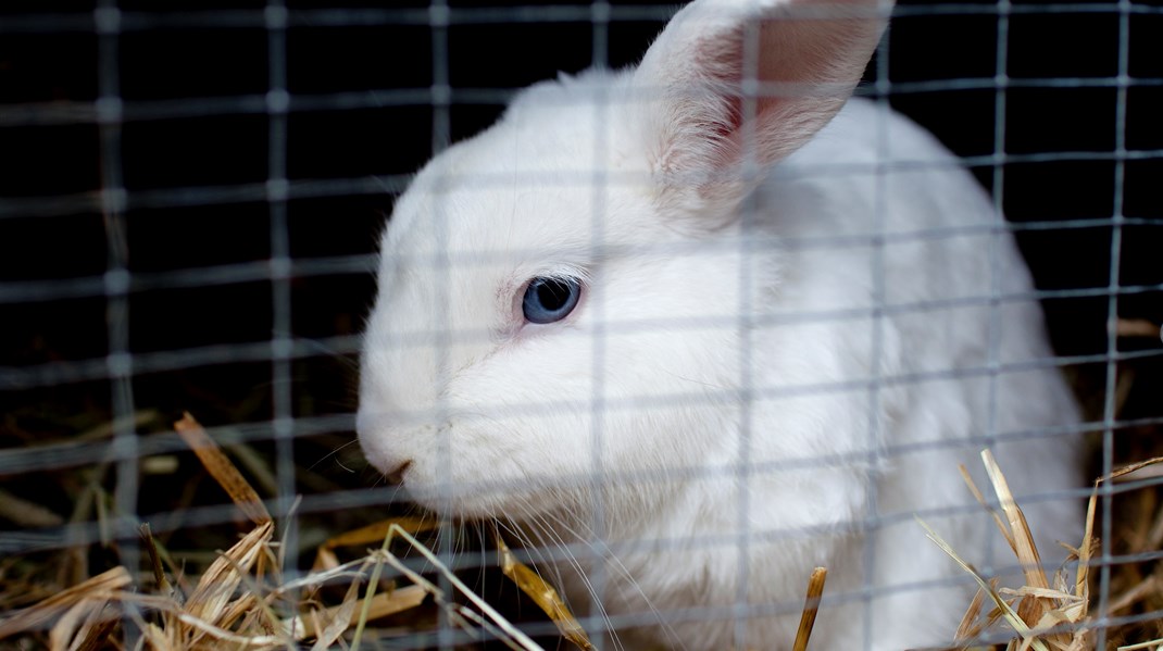 Kaninen er et populært familiedyr. Men manglende viden gør, at de ofte sidder uden artsfæller i alt for små bure, fodres forkert og ikke får den pleje og berigelse, de har brug for, skriver Hanne Knude Palshof.