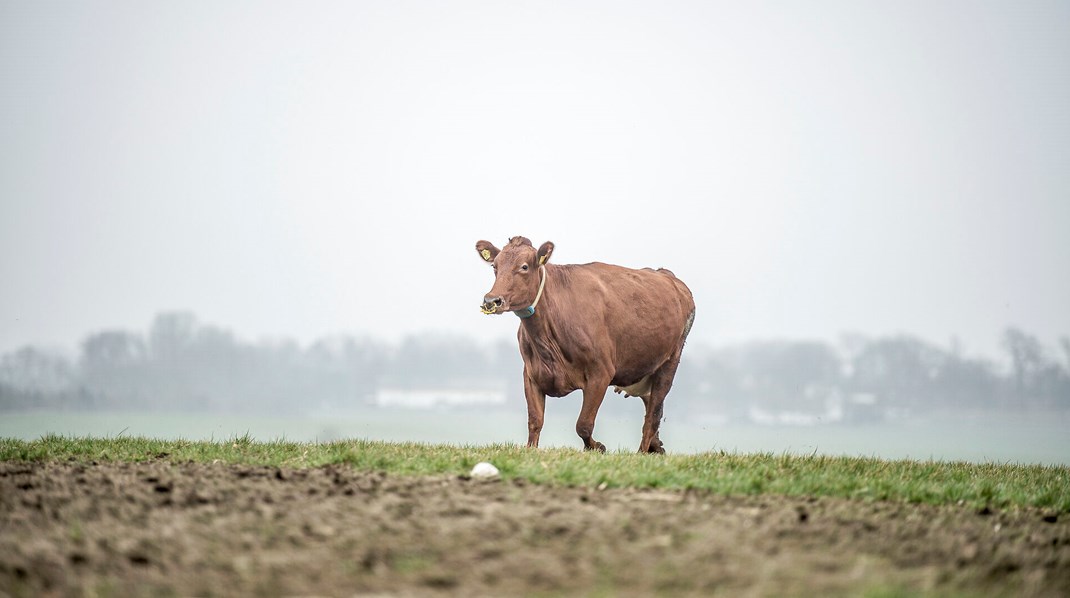 De danske mælkeproducenter har på eget initiativ sat en stopper for aflivning af kalve, og aldrig før er så mange kalve vokset op og slagtet i Danmark, skriver Per Olsen.