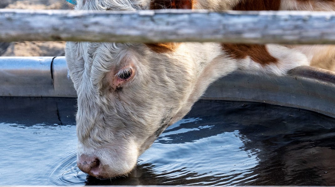 Knap haldelen - 46,3 procent - af kvægbesætningerne har problemer med at overholde reglerne for dyrevelfærd, understreger Fødevarestyrelsens nyeste rapport.<br>