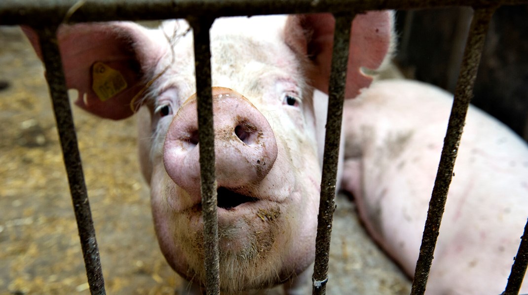 Cirka én ud af tre svinebesætninger har problemer med at overholde reglerne for god dyrevelfærd. Sådan har det nu set ud otte år i træk.&nbsp;