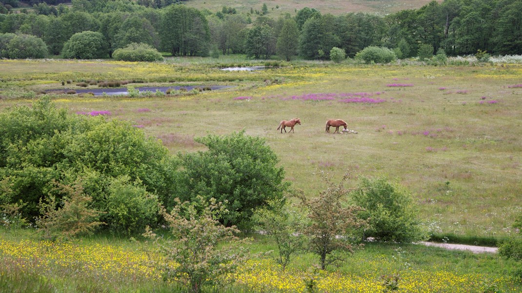Familien Størups enge ved Linå. For godt 20 år siden var her dyrket mark, men med en investering i biodiversitet igennem MVJ-ordningen er der skabt et artsrigt naturområde.