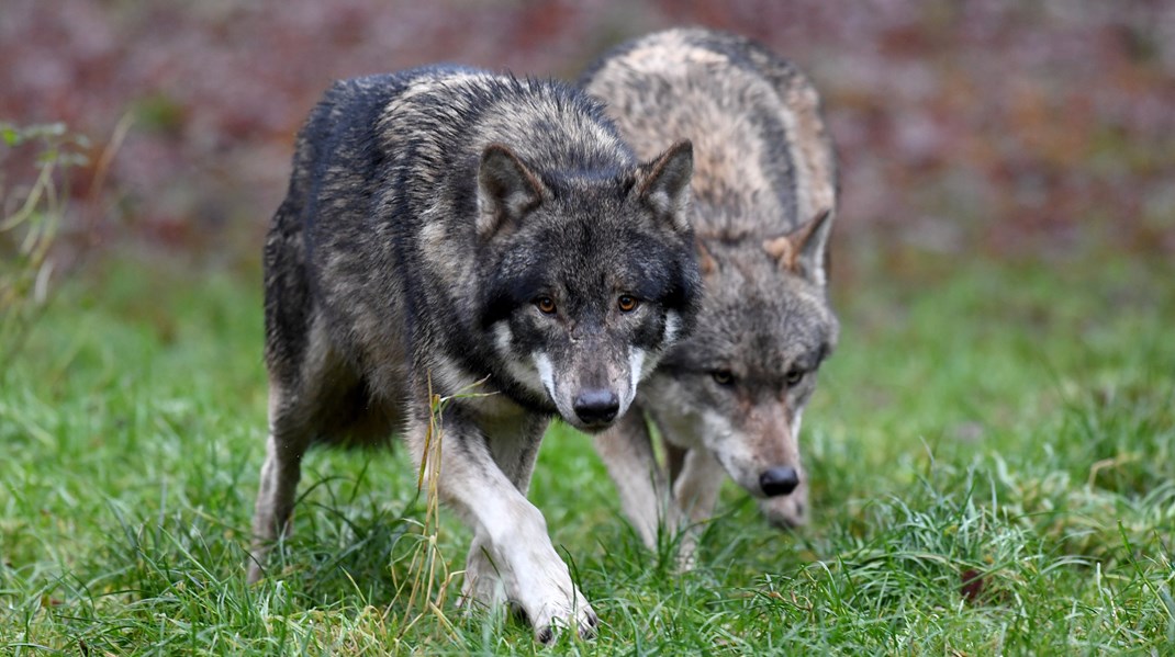 Venstre i EU: S og SF spreder vilde konspirationsteorier om EU’s ulvepolitik