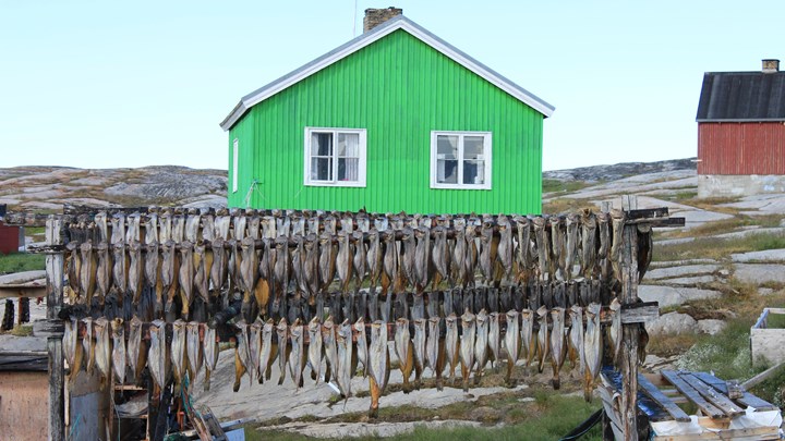 Dried fish, Greenland.