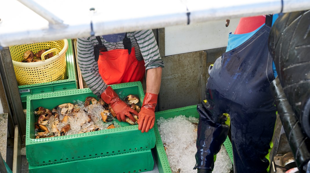 Fiskeri i Fare: CO2-afgift truer dansk fiskeri – Blå Trepart er løsningen!