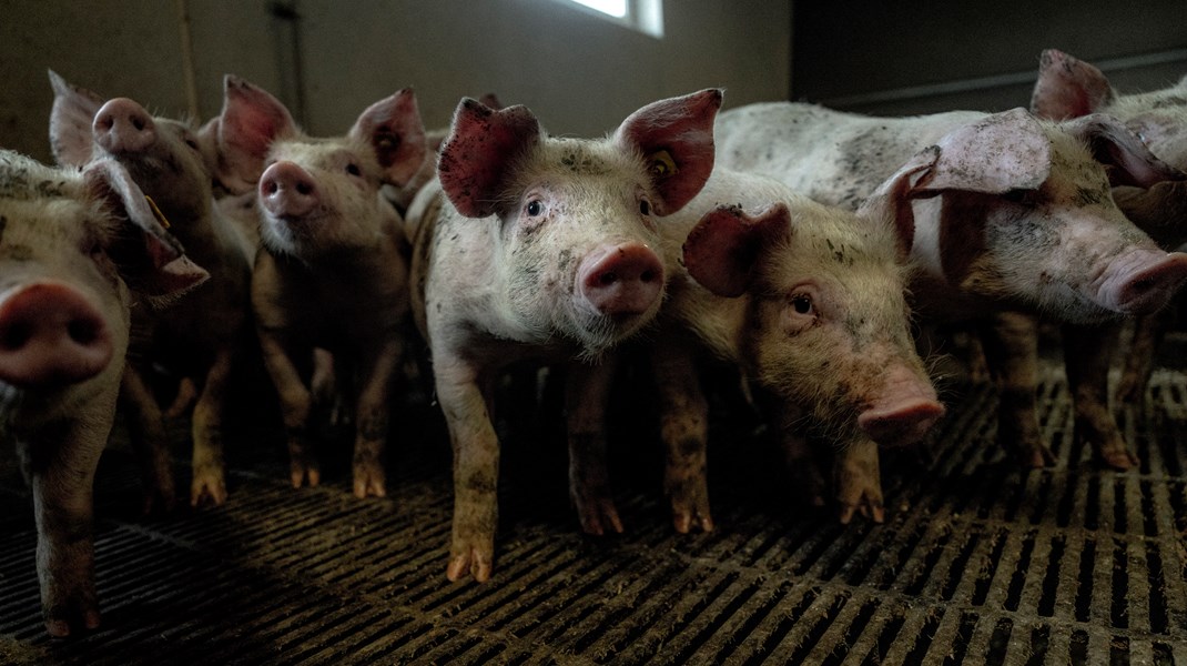 Bomberne faldt på stribe i valgkampen. Her er månedens tre mest interessante bøger