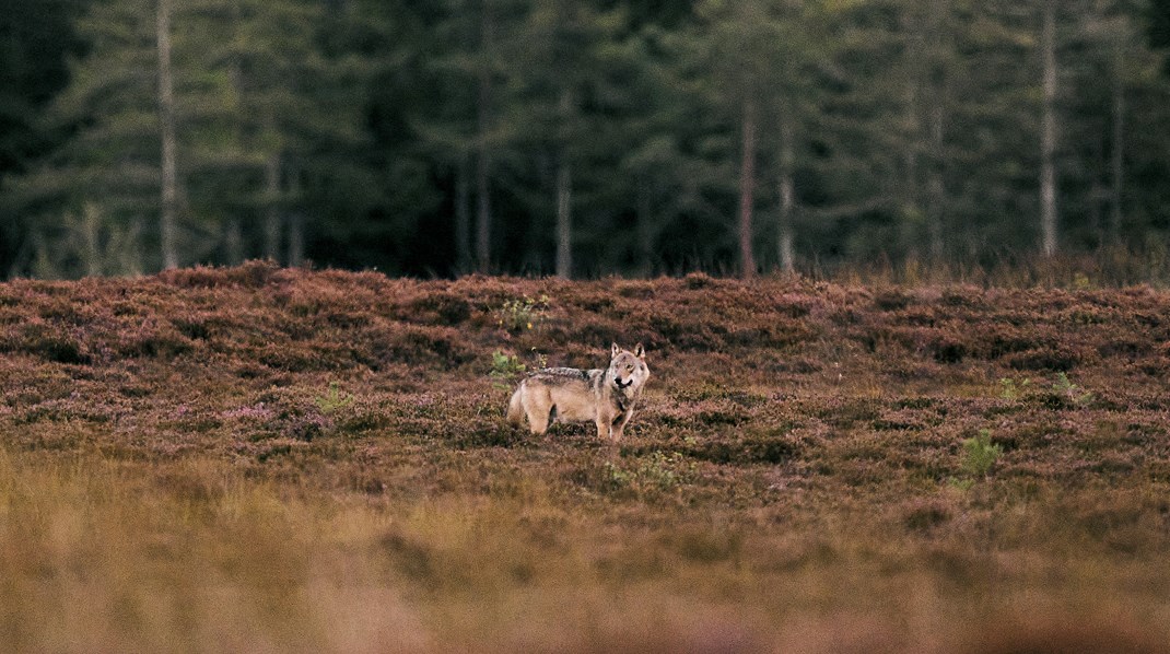 Biolog: Med deres retorik om ulve skaber politikerne selv den frygt, de bruger politisk